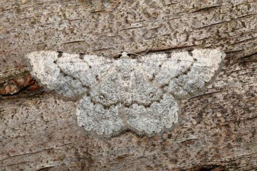 Elophos dilucidaria